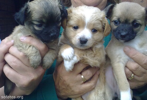 Filhotes de cachorros 35