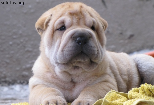 Filhotes de cachorros 36