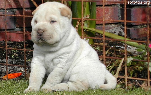 Filhotes de cachorros 38