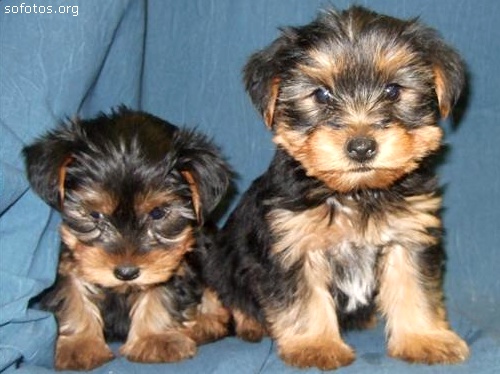 Filhotes de cachorros 39
