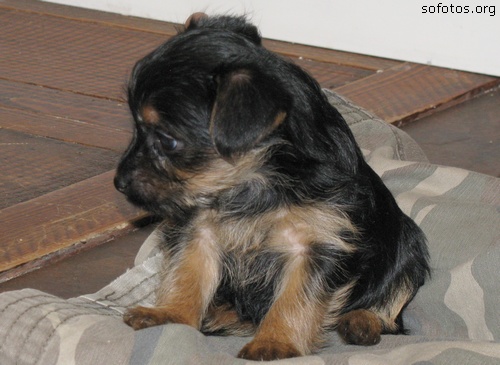 Filhotes de cachorros 40