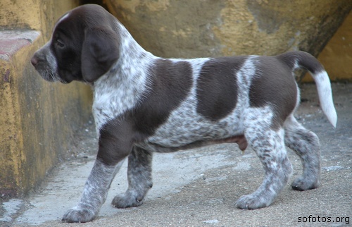 Filhotes de cachorros 41