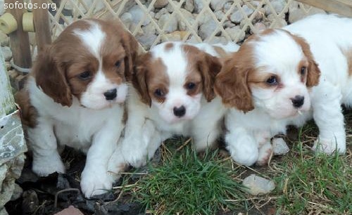 Filhotes de cachorros 44