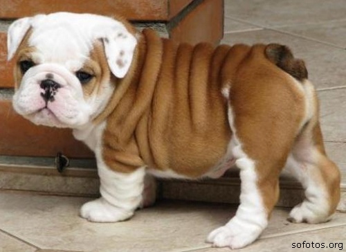Filhotes de cachorros 45
