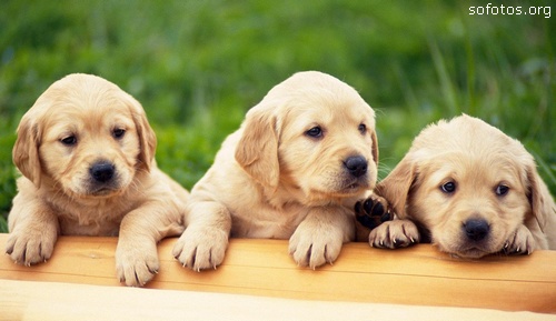 Filhotes de cachorros 48