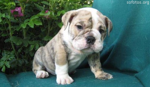 Filhotes de cachorros 50