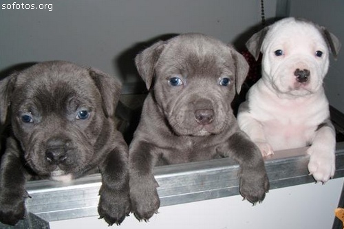 Filhotes de cachorros 52