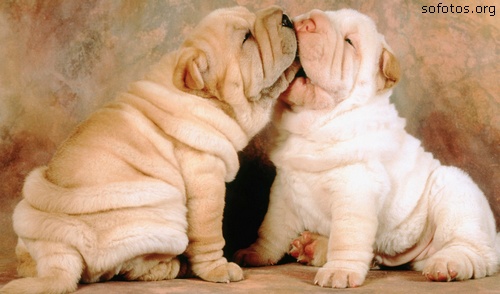 Filhotes de cachorros 53