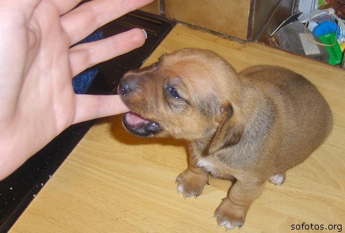 Filhotes de cachorros 54