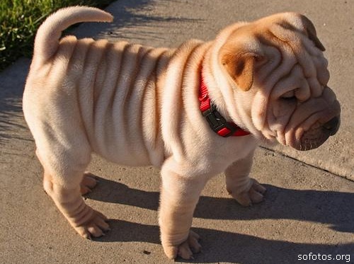 Filhotes de cachorros 55