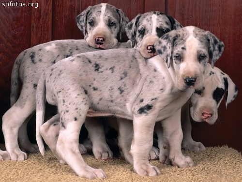Filhotes de cachorros 57