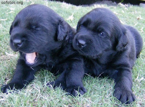 Filhotes de cachorros 59