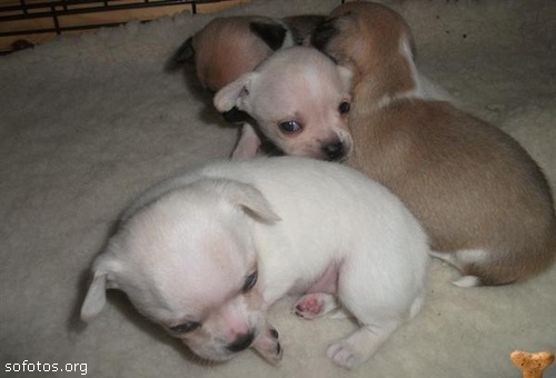 Filhotes de cachorros 61