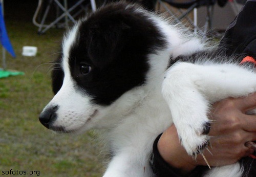 Filhotes de cachorros 62