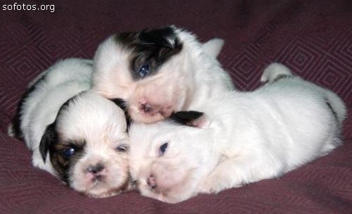 Filhotes de cachorros 63