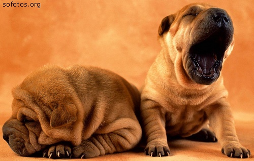 Filhotes de cachorros 68