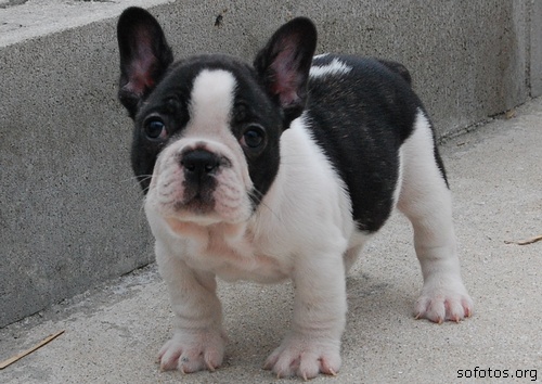 Filhotes de cachorros 70