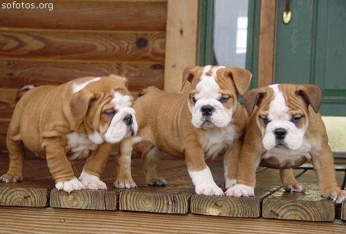 Filhotes de cachorros 71