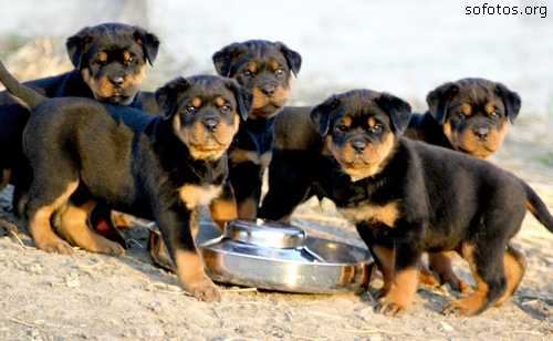 Filhotes de cachorros 72