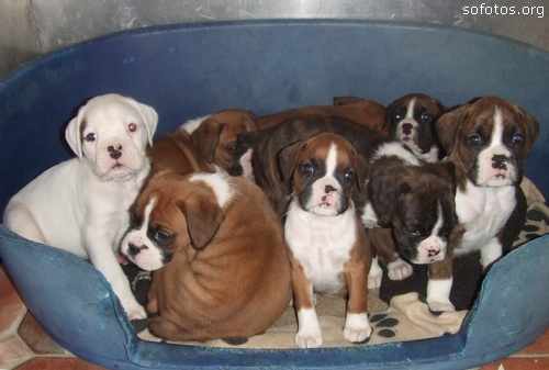 Filhotes de cachorros 75