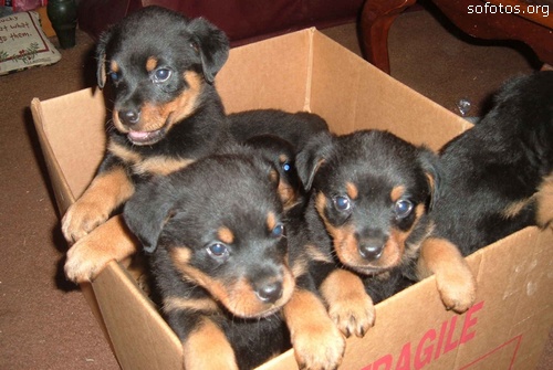 Filhotes de cachorros 76