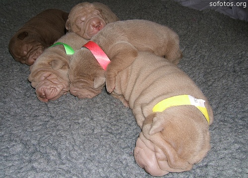 Filhotes de cachorros 77