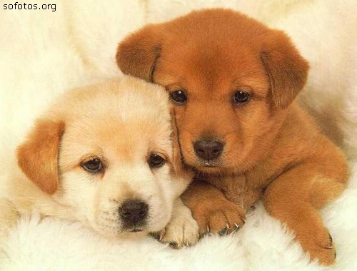 Filhotes de cachorros 79