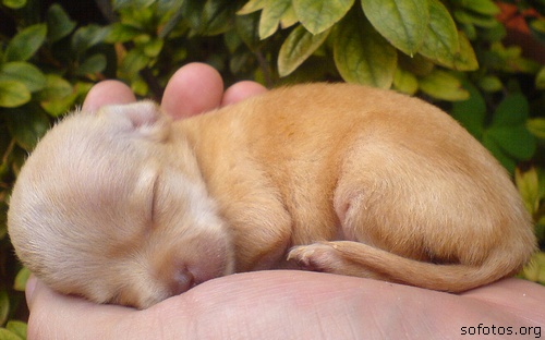 Filhotes de cachorros 83