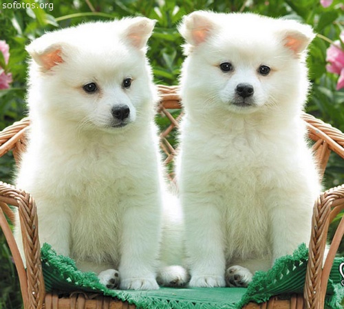 Filhotes de cachorros lindos