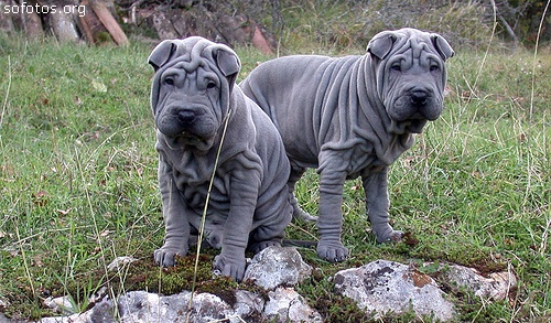 Filhotes de cachorros preto