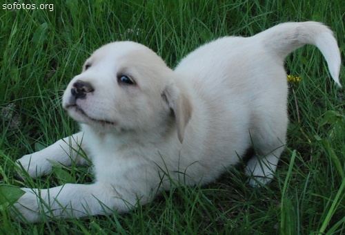 Filhotes de cachorros