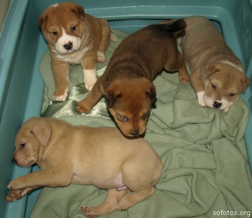 Filhotes de cachorros65