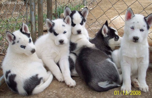 filhotes de husky siberiano branco