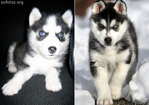 filhotes de husky siberiano