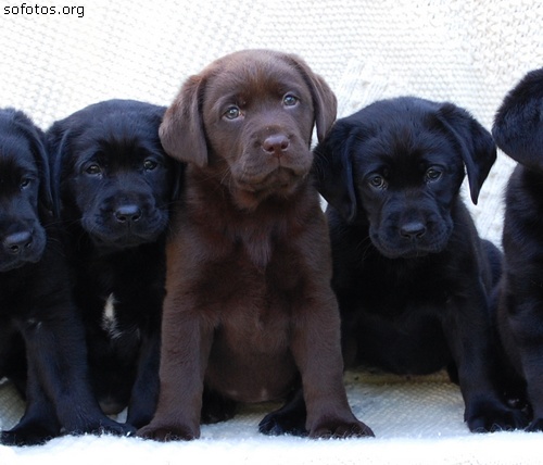 Filhotes de labrador retriever