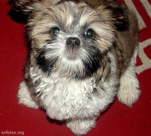 Filhotes de Lhasa Apso