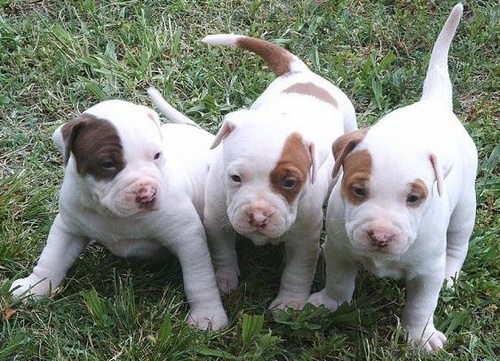 Filhotes de Pit bull