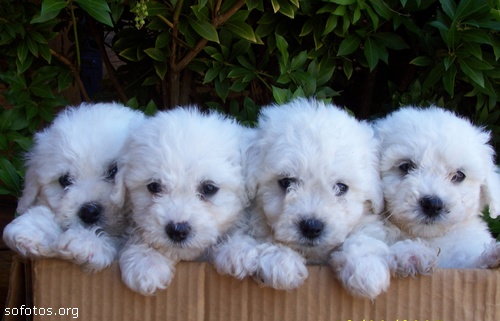 Filhotes de Poodle