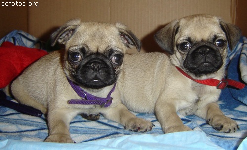 Filhotes de pug