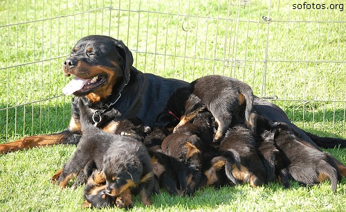 Filhotes de rottweiler