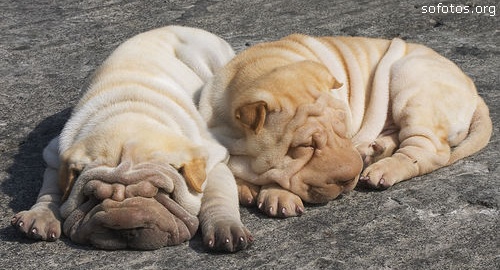 Filhotes de Sharpei