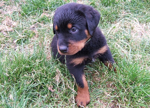 Filhotinho de rottweiler