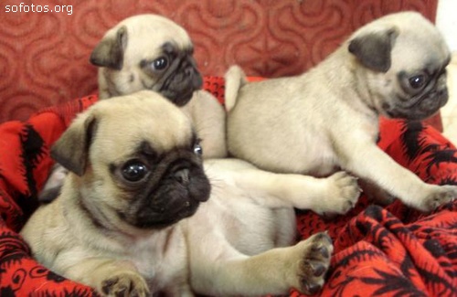 Filhotinhos de pug