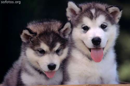 husky puppy dogs