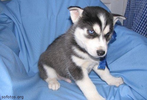 husky siberiano filhote