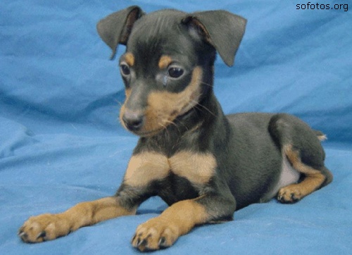 Pinscher Miniatura filhote