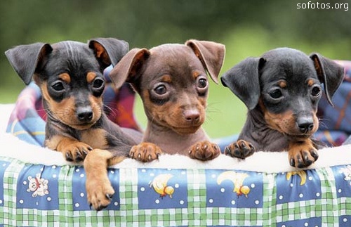 Pinscher Miniatura