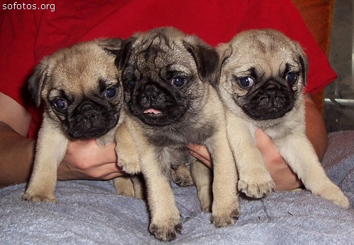 pug puppies