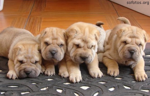 puppies