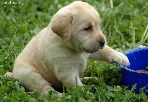 puppy